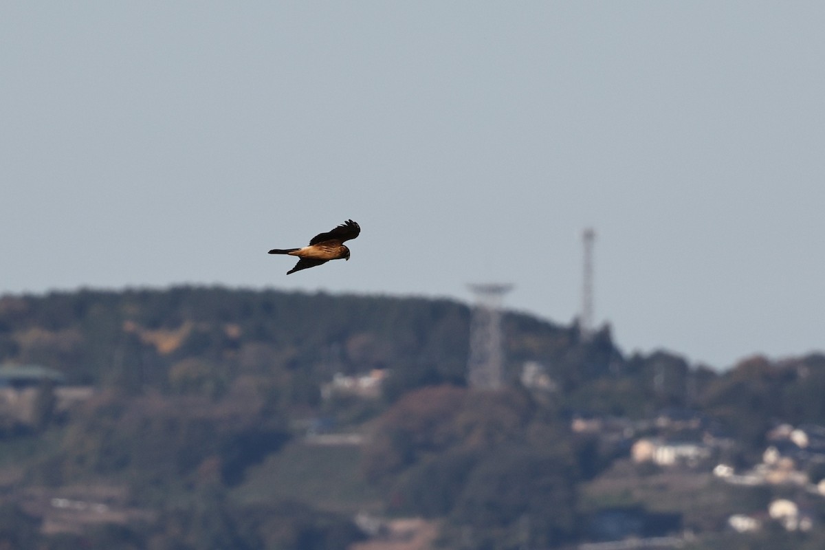 Hen Harrier - ML646669071