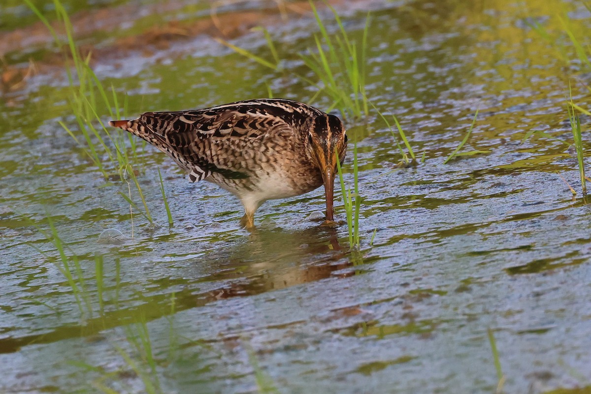 bajkalbekkasin/sibirbekkasin - ML646669072