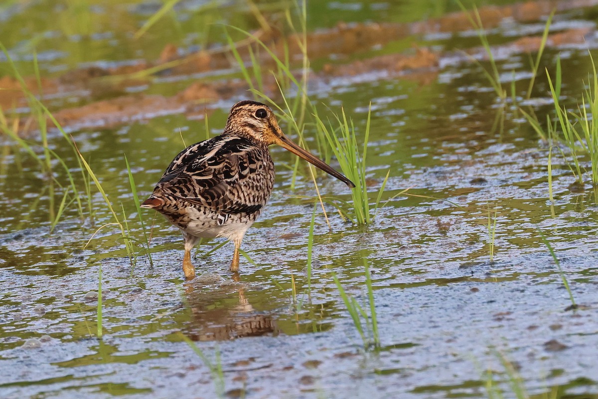 Swinhoe's/Pin-tailed Snipe - ML646669073