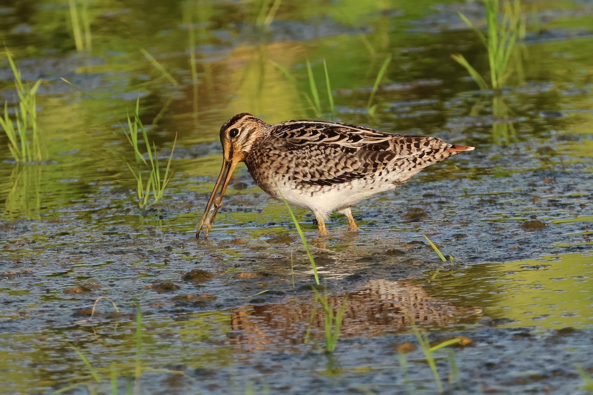 Swinhoe's/Pin-tailed Snipe - ML646669074