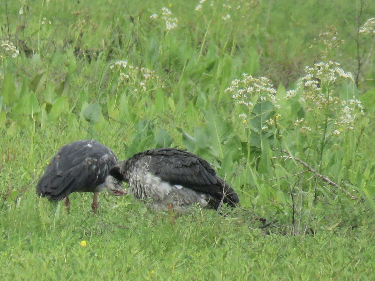 Чайя аргентинська - ML646669075