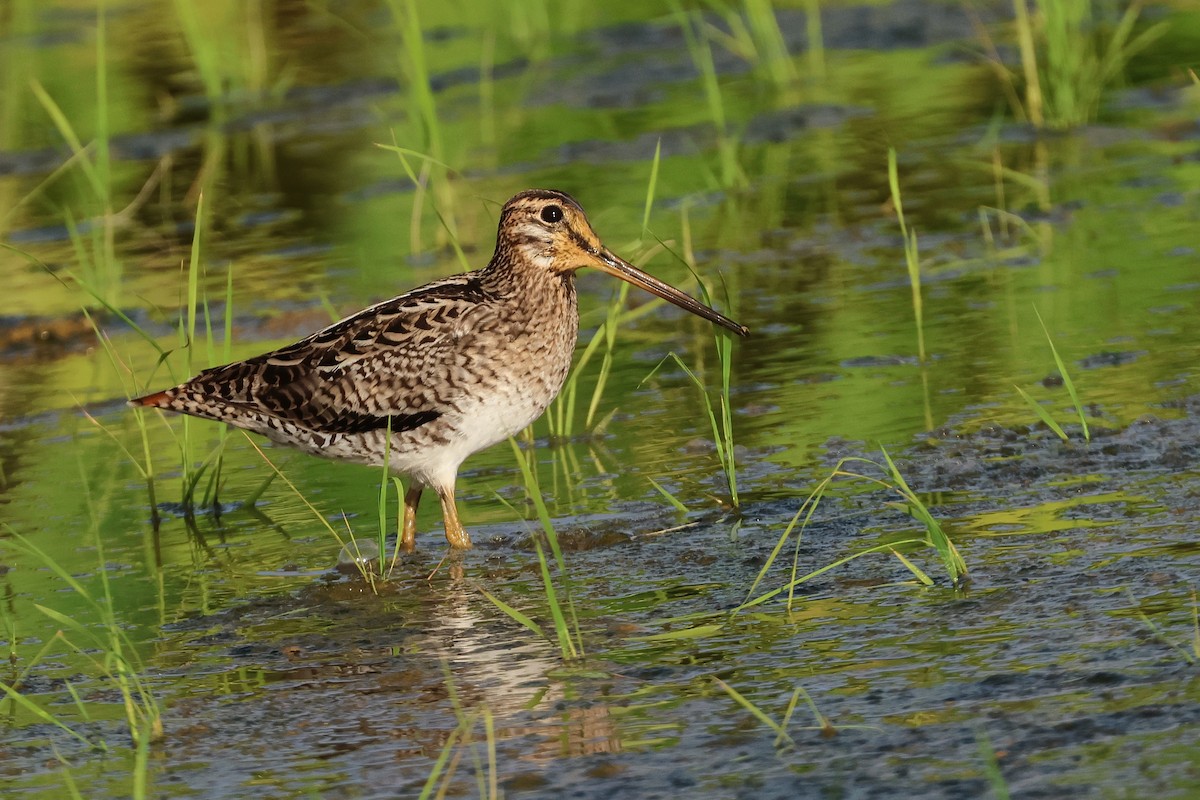 Swinhoe's/Pin-tailed Snipe - ML646669076