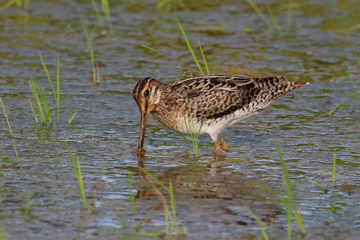 Swinhoe's/Pin-tailed Snipe - ML646669077
