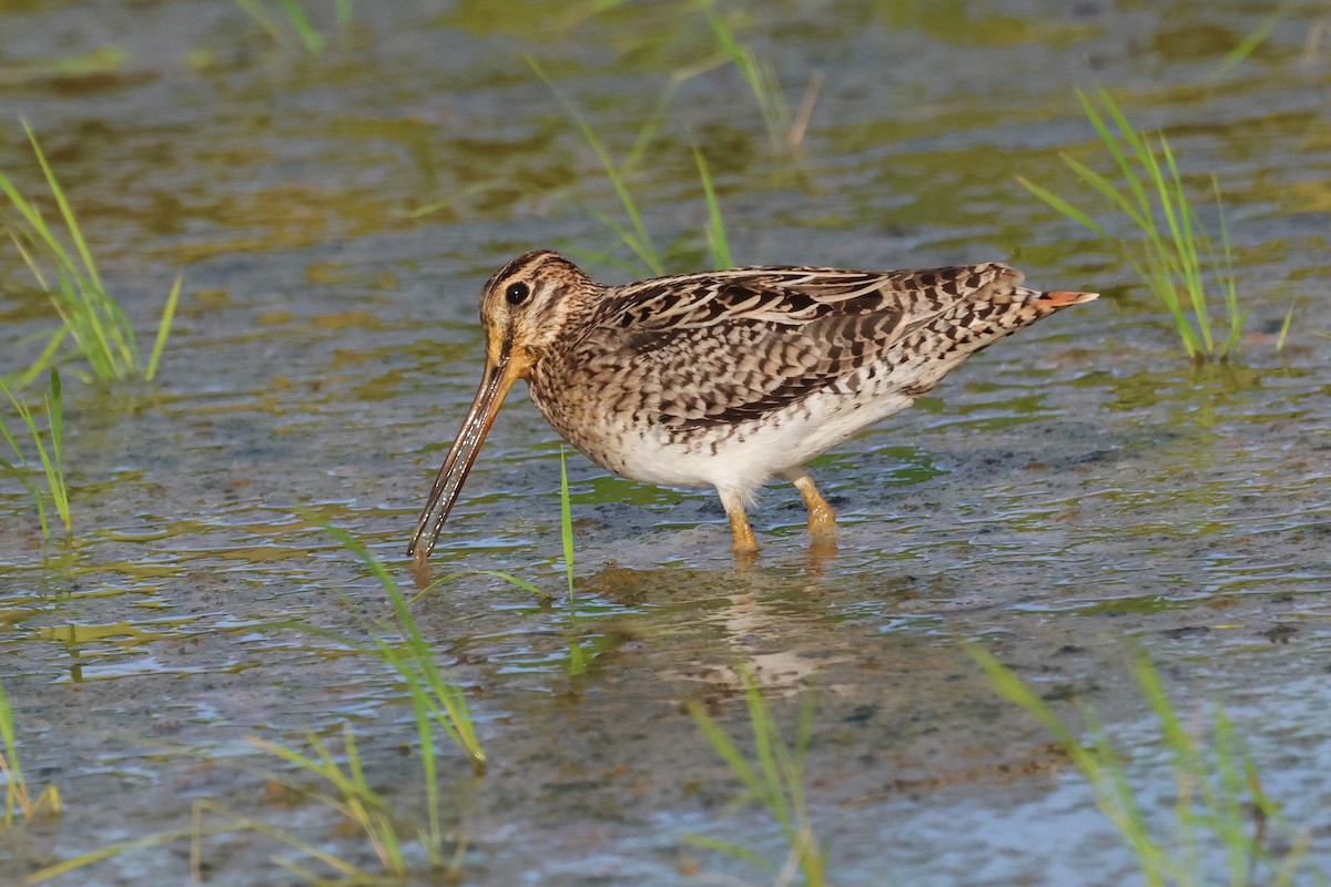 Swinhoe's/Pin-tailed Snipe - ML646669078