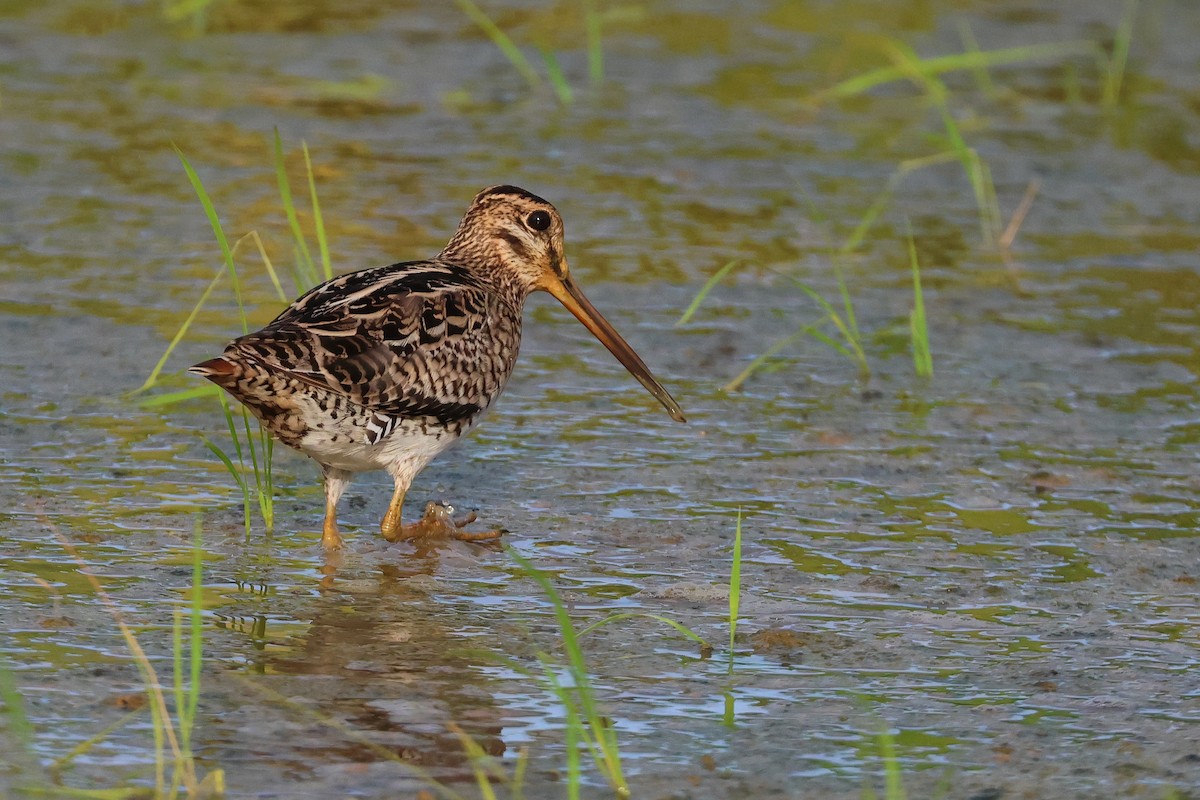 Swinhoe's/Pin-tailed Snipe - ML646669079