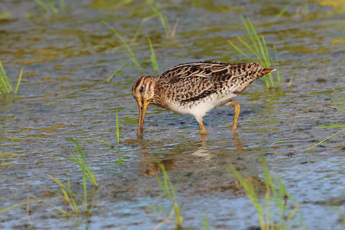 Swinhoe's/Pin-tailed Snipe - ML646669080