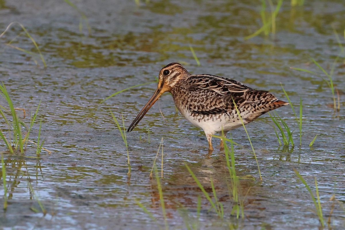 Swinhoe's/Pin-tailed Snipe - ML646669081