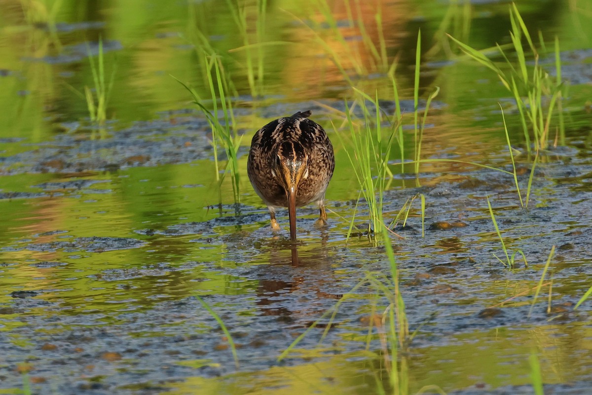 Swinhoe's/Pin-tailed Snipe - ML646669082