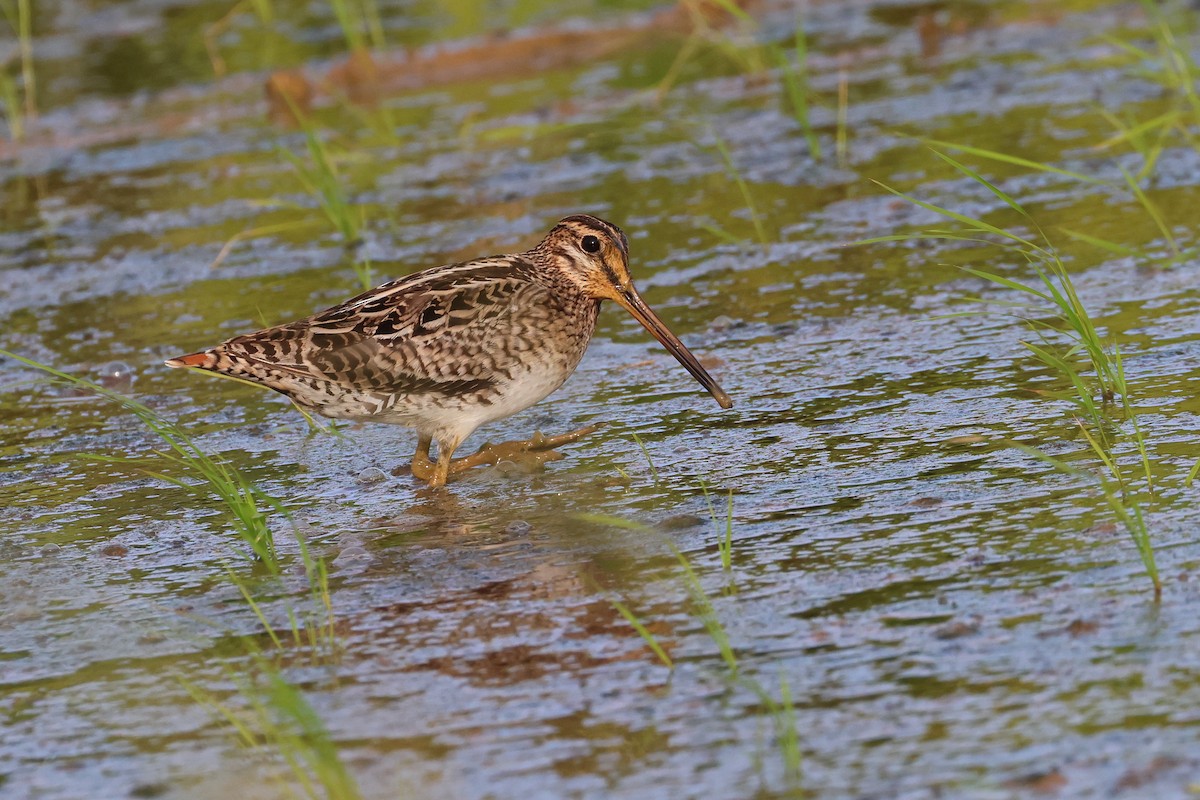 Swinhoe's/Pin-tailed Snipe - ML646669083