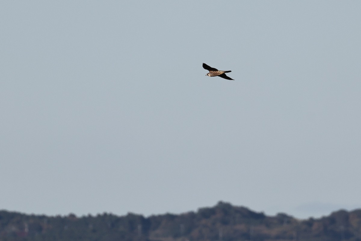 Peregrine Falcon - ML646669088