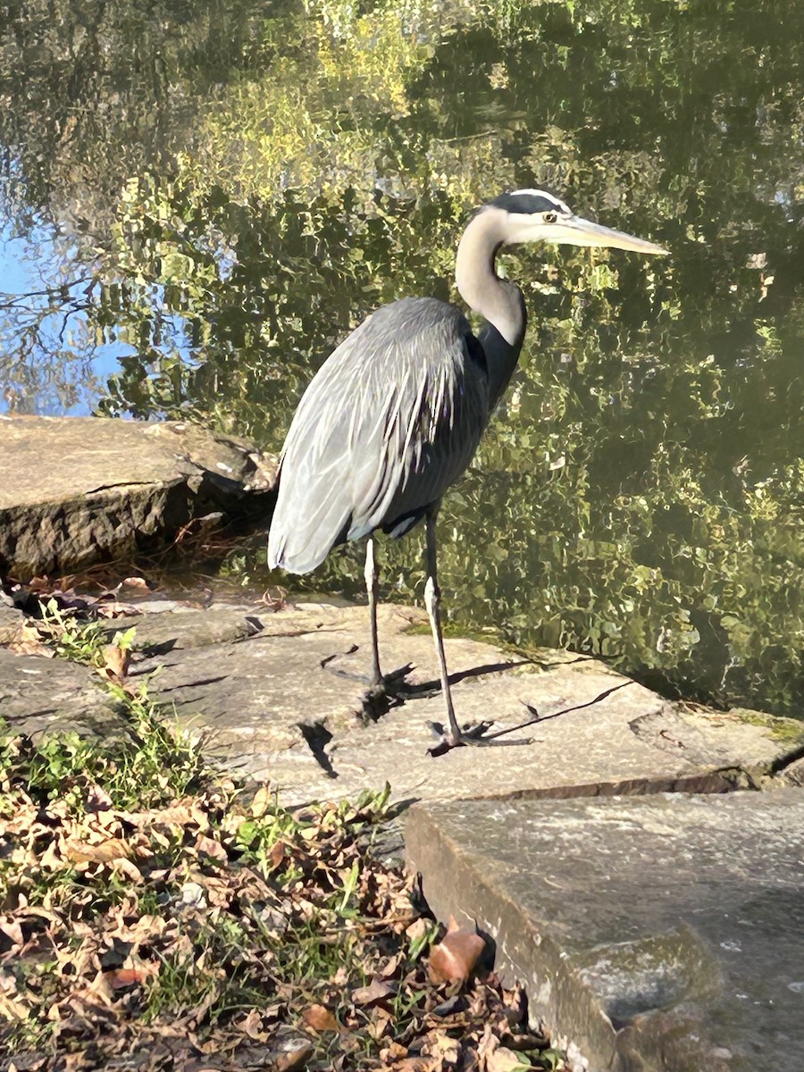 Great Blue Heron - ML646669089