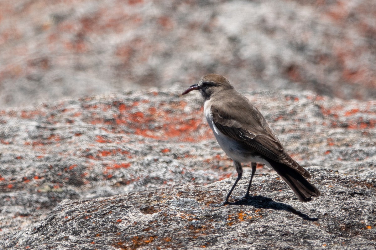 Дормілон скельний - ML646669090