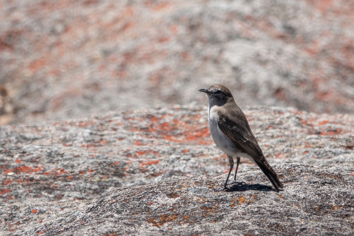 Дормілон скельний - ML646669091