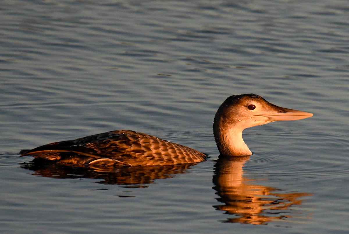 Yellow-billed Loon - ML646669093