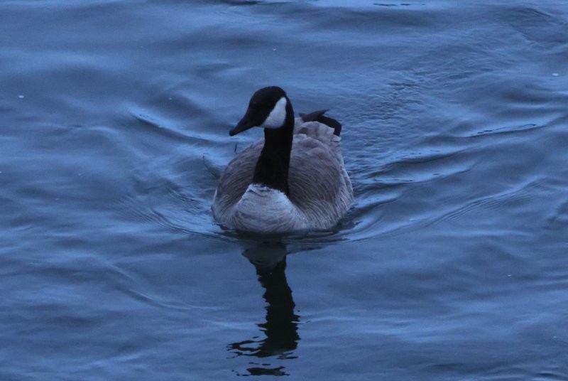 Oca canadese maggiore - ML646669095