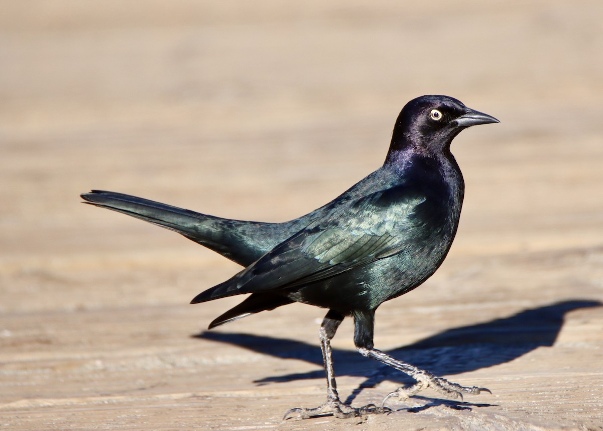 Zanate de Brewer - ML646669096