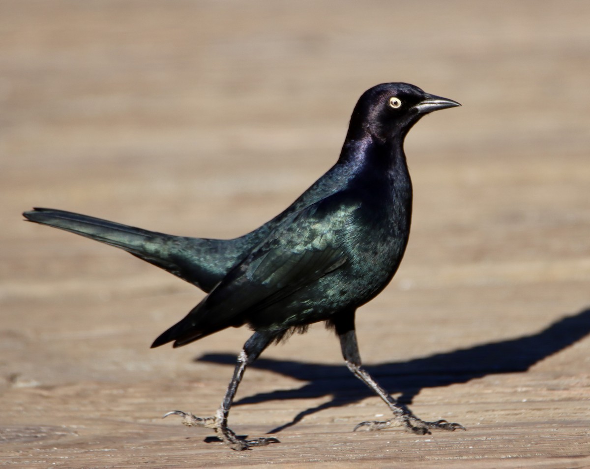 Zanate de Brewer - ML646669097