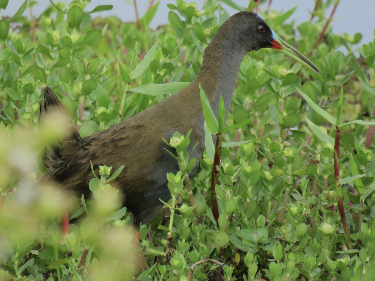 Kurşuni Sukılavuzu - ML646669098