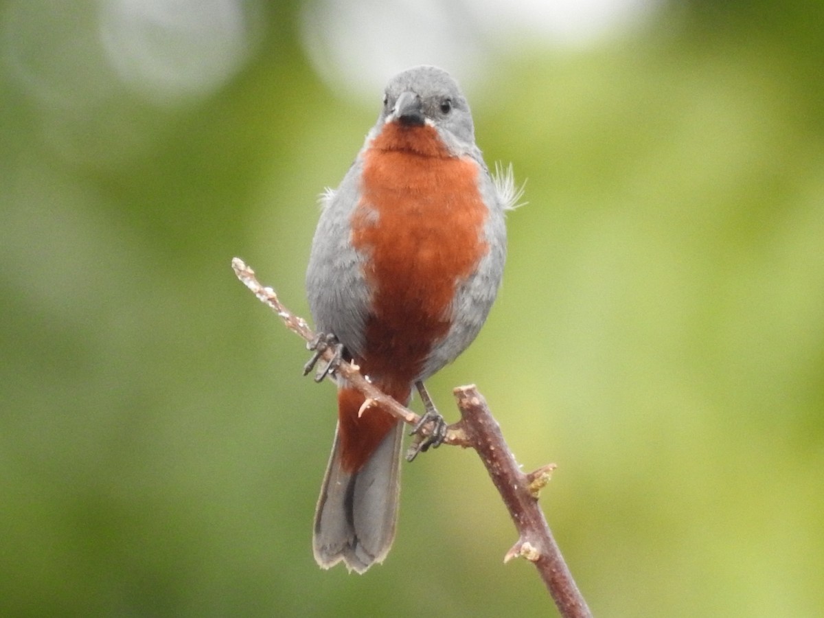 kastanjebukfrøeter - ML646669099