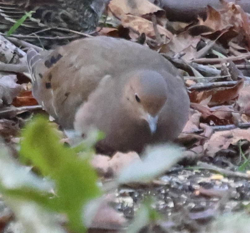 Uzun Kuyruklu Kumru - ML646669100