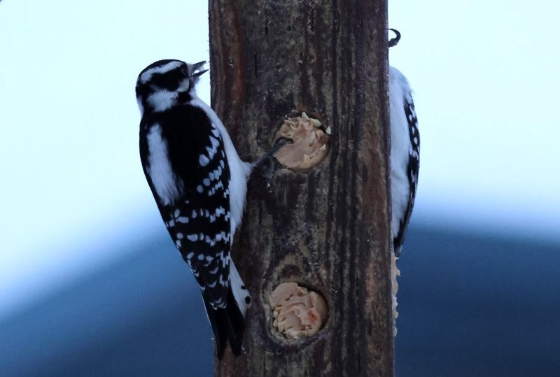 Downy Woodpecker - ML646669104