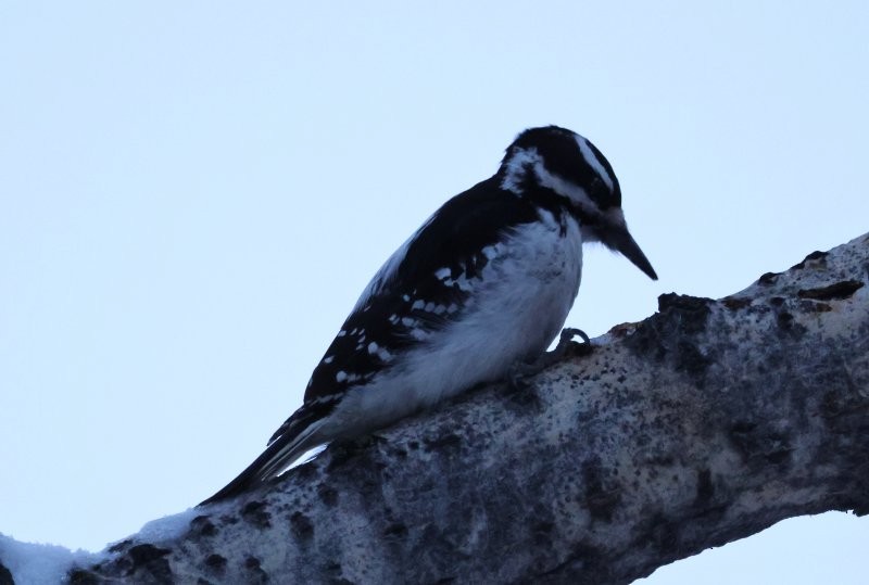Hairy Woodpecker - ML646669110