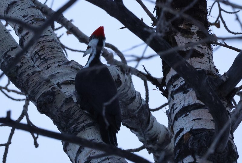Pileated Woodpecker - ML646669112