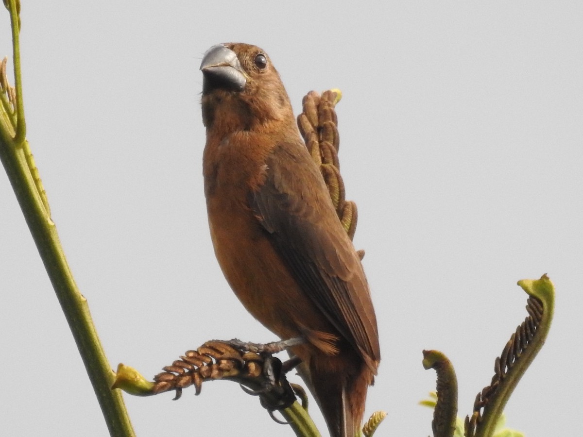 småfrøspurv - ML646669113