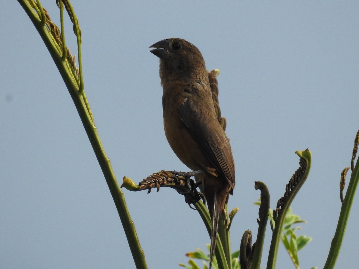 småfrøspurv - ML646669114