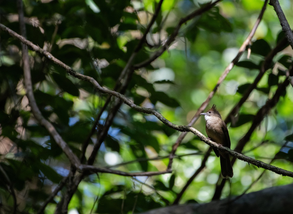 Ochraceous Bulbul - ML646669116