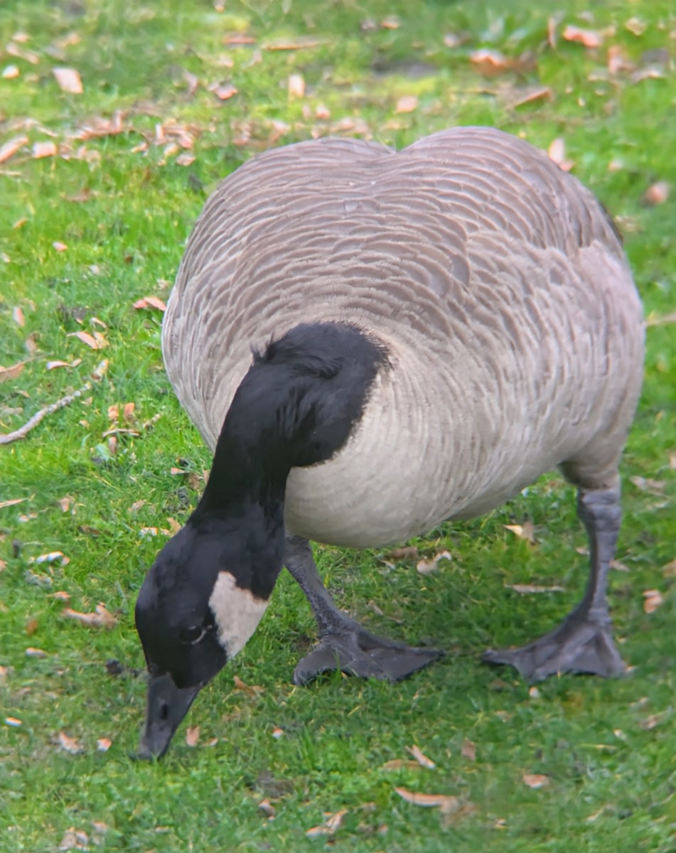 Oca canadese maggiore - ML646669117