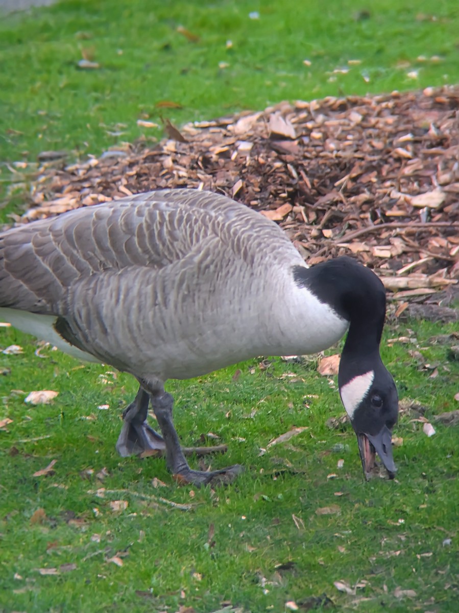 Oca canadese maggiore - ML646669118