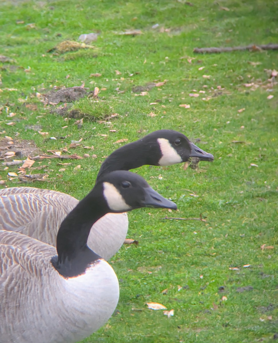 Oca canadese maggiore - ML646669119