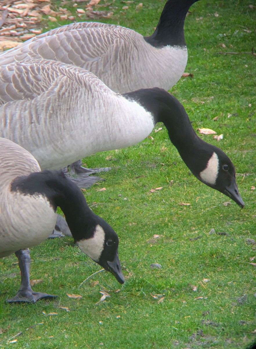 Oca canadese maggiore - ML646669120