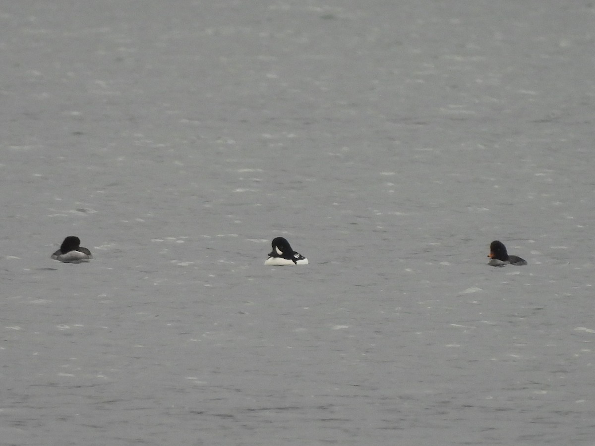 עבראש איסלנדי - ML646669121