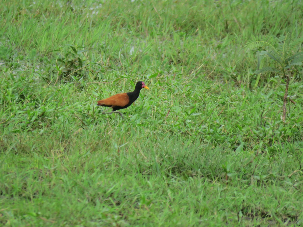 Якана червонолоба - ML646669122