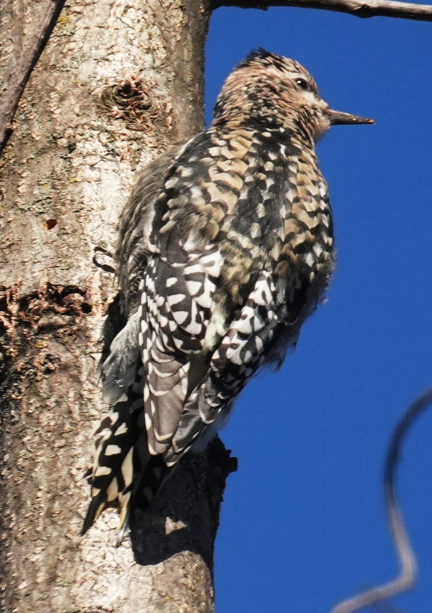 Yellow-bellied Sapsucker - ML646669123