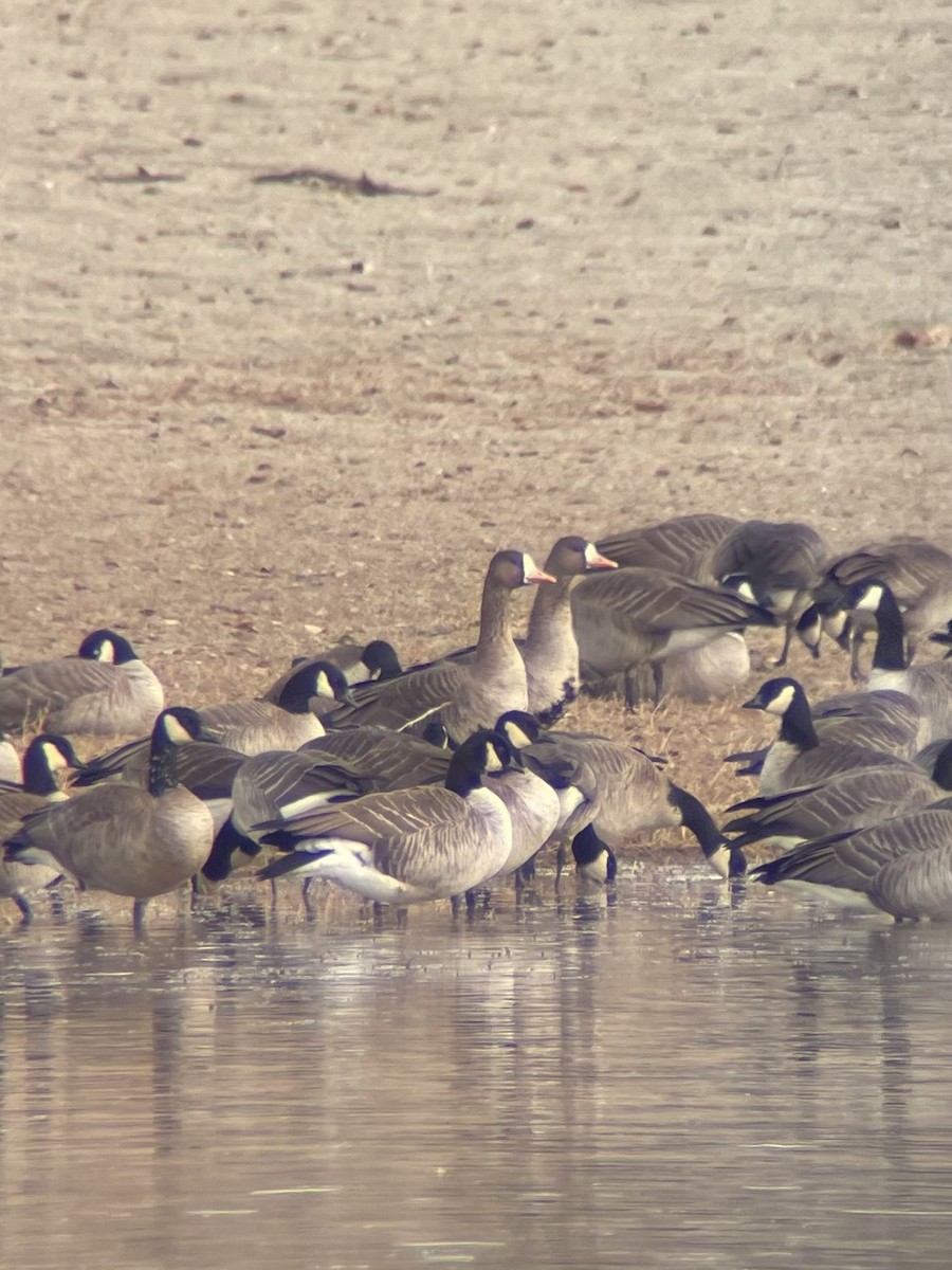 Манхин галуу - ML646669124