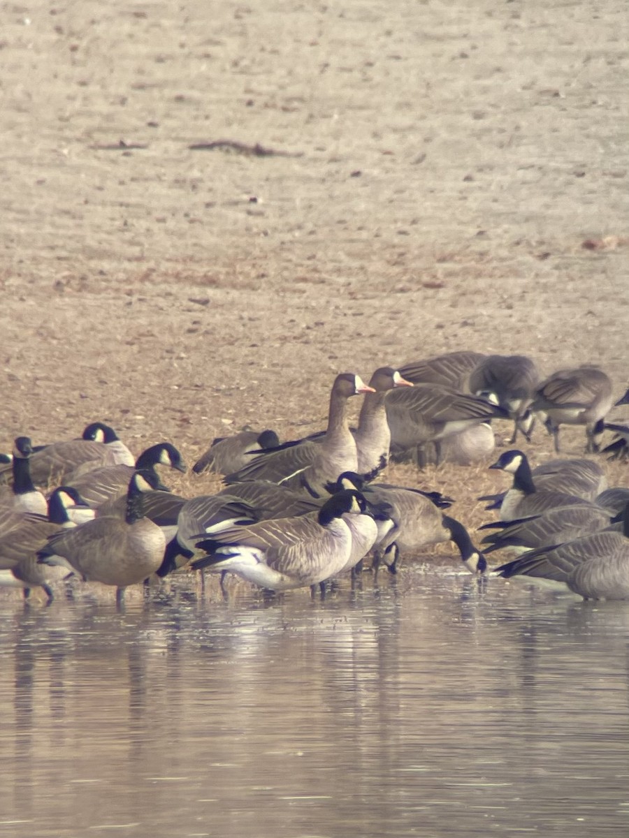 Манхин галуу - ML646669125