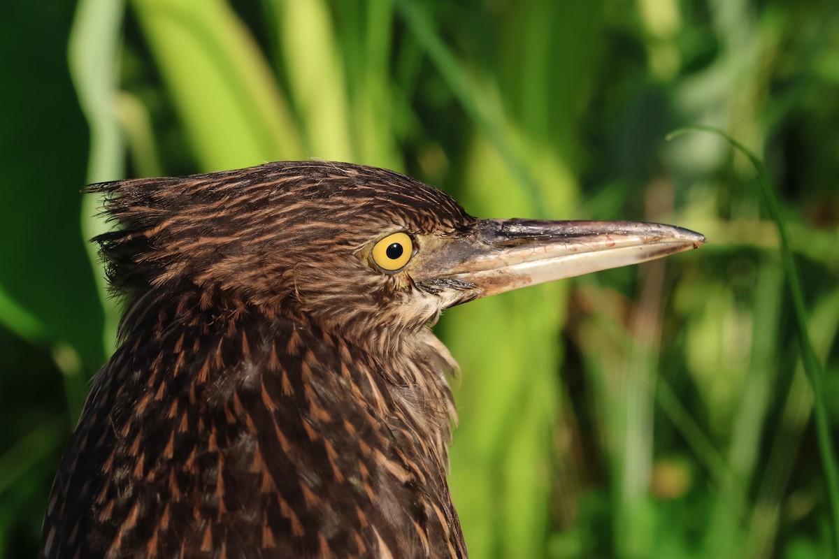Black-crowned Night Heron - ML646669126