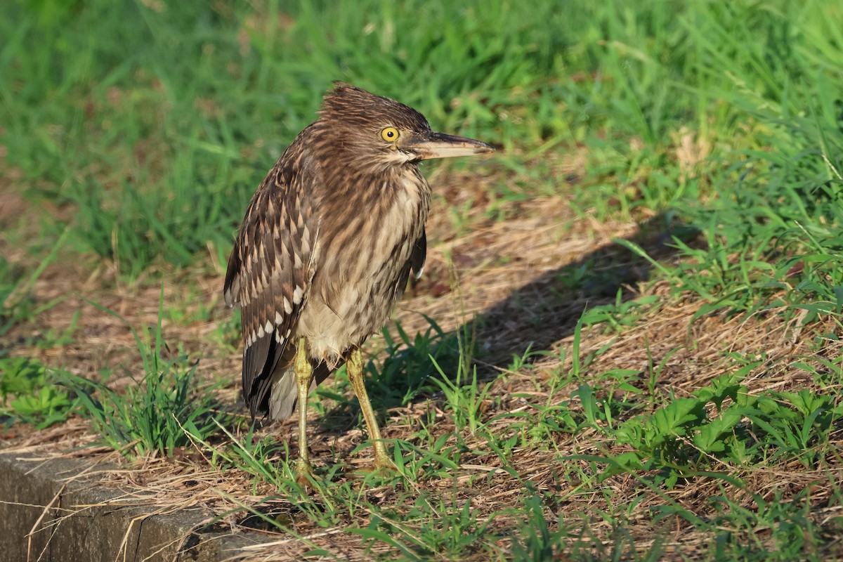 Black-crowned Night Heron - ML646669127