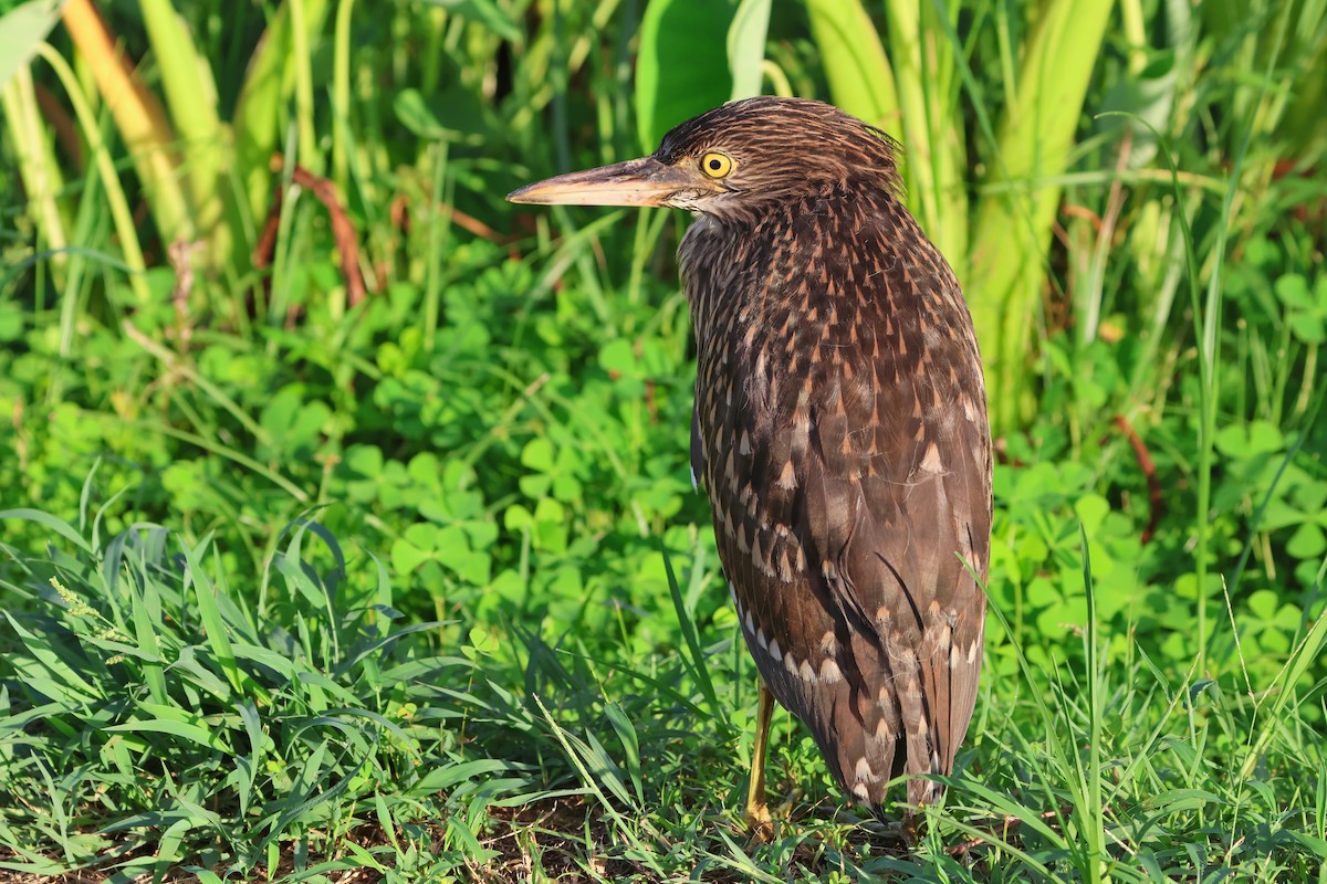 Black-crowned Night Heron - ML646669128