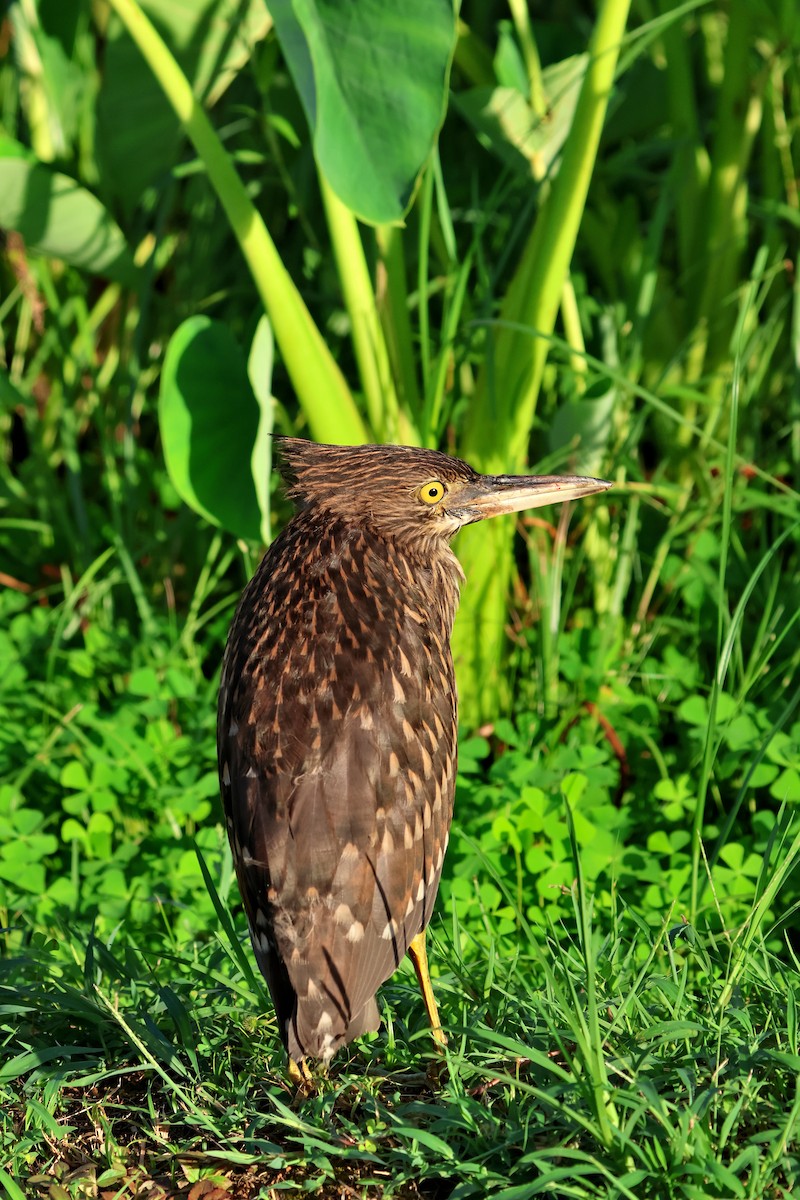 Black-crowned Night Heron - ML646669129