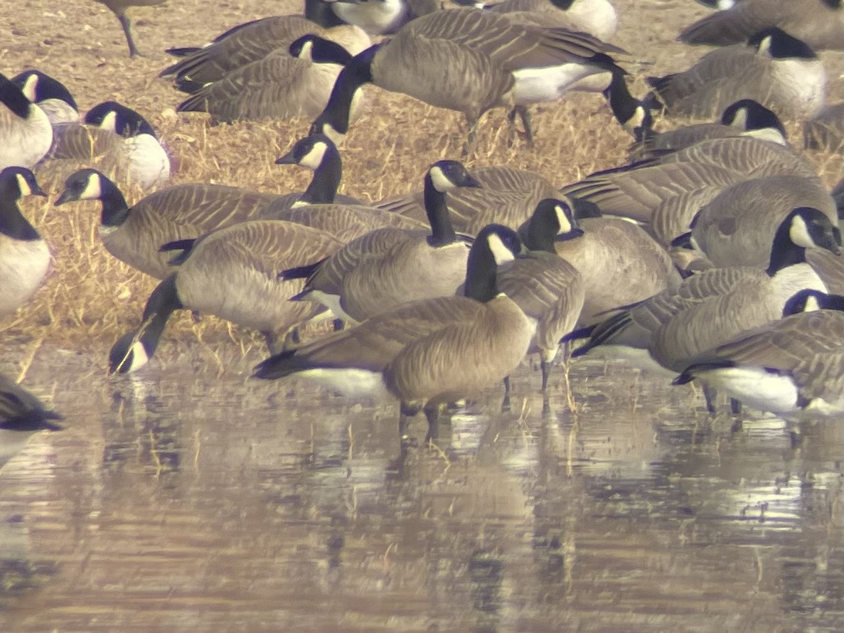 Харлаг галуу - ML646669131