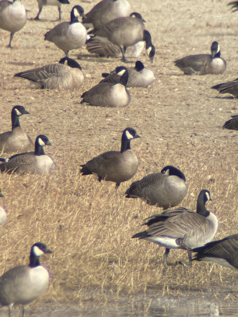 Харлаг галуу - ML646669132