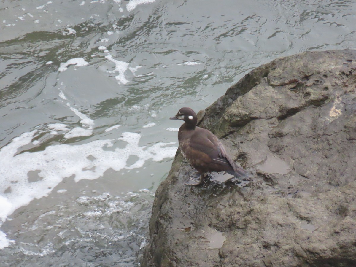 Harlequin Duck - ML646669133