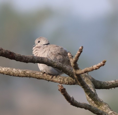 Eurasian Collared-Dove - ML646669134