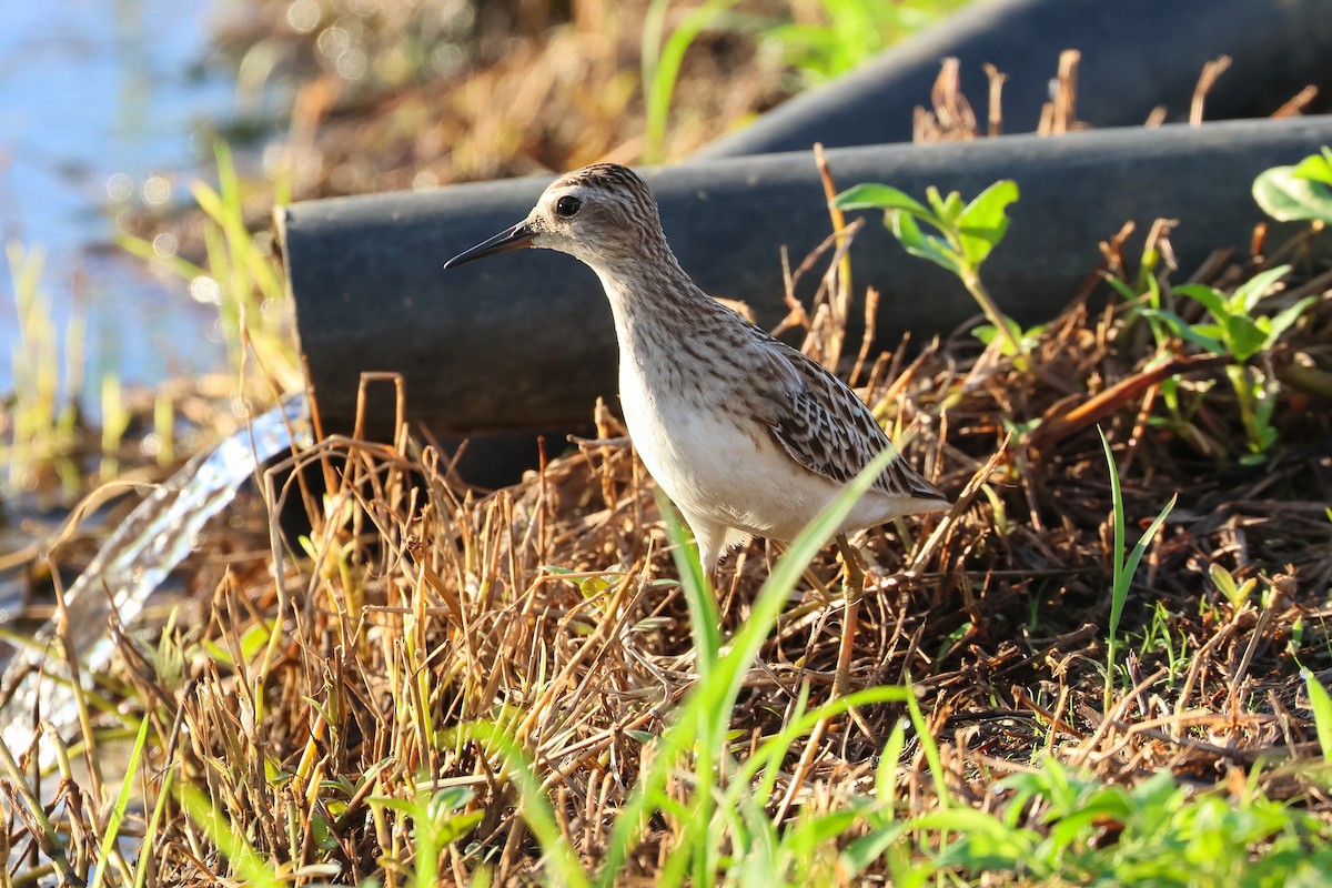 Long-toed Stint - ML646669136