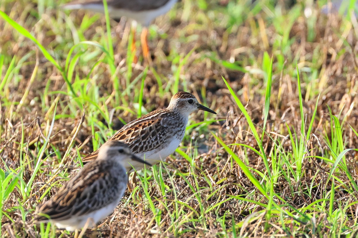 Длиннопалый песочник - ML646669137