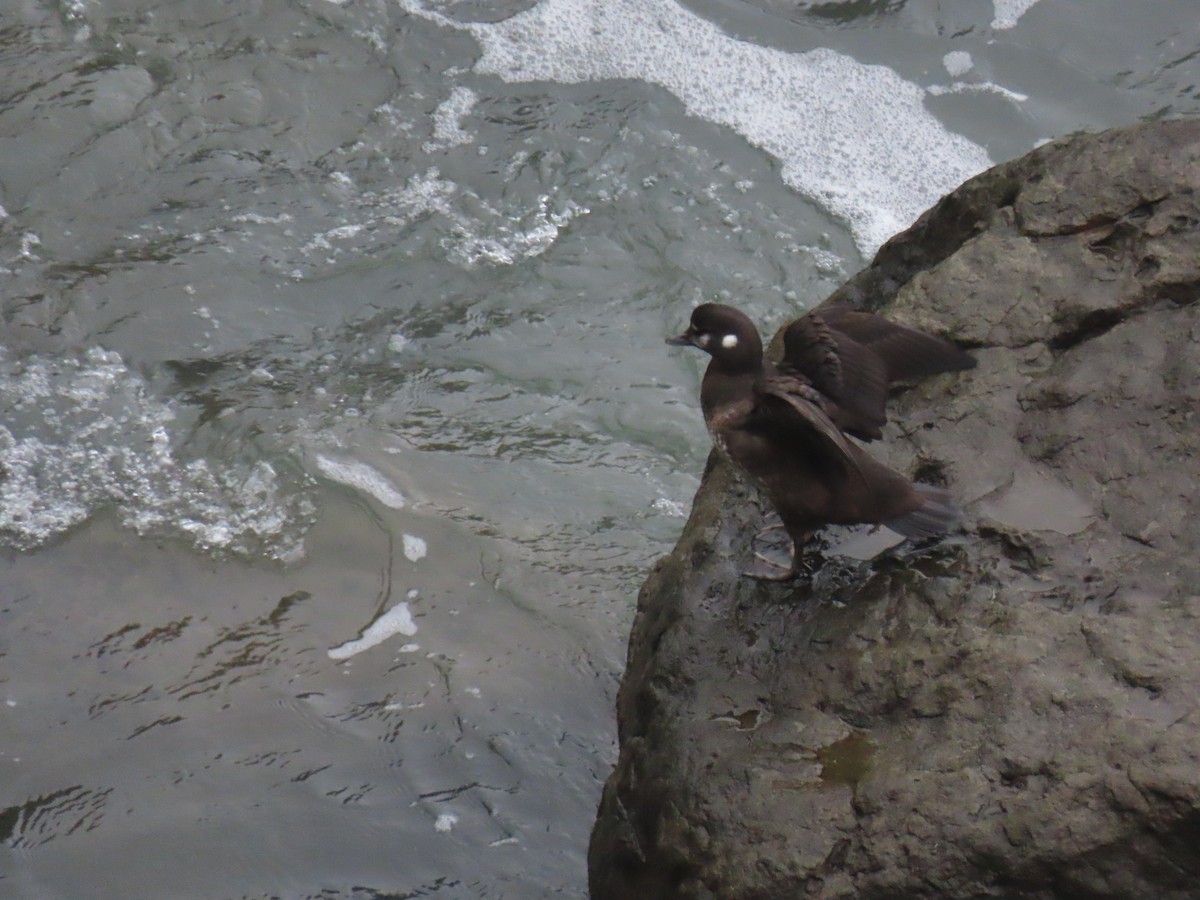 Harlequin Duck - ML646669138